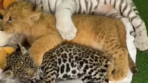 Big Cat Family Cubs _