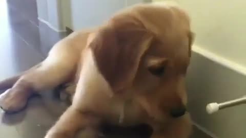 Cute dog having fun with himself