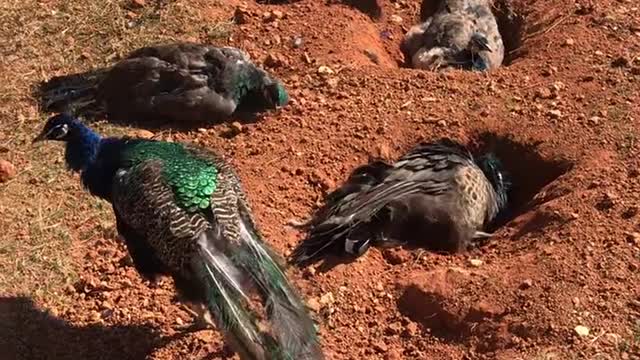 The peacock