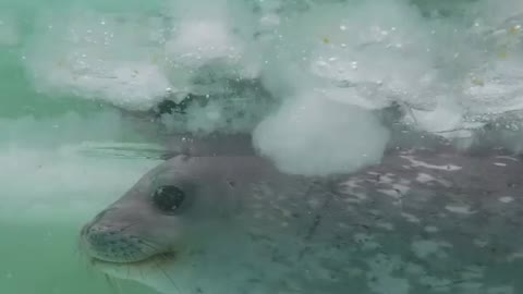 Weddell seal in the water