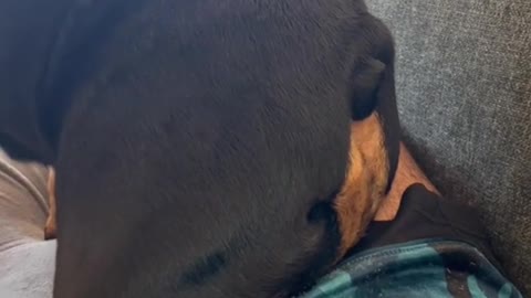 Always sitting on someone’s lap