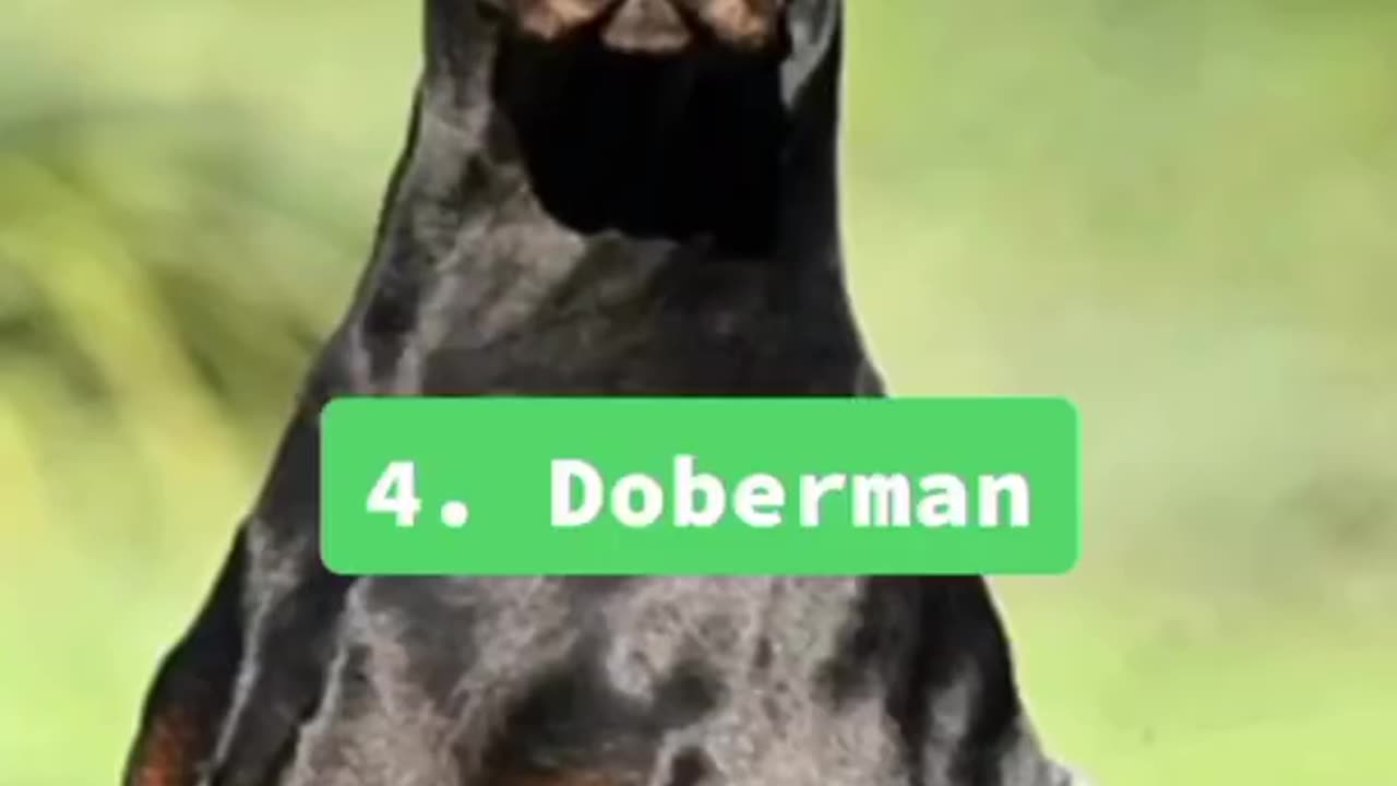 Top 5 most dangerous dog breeds in the world