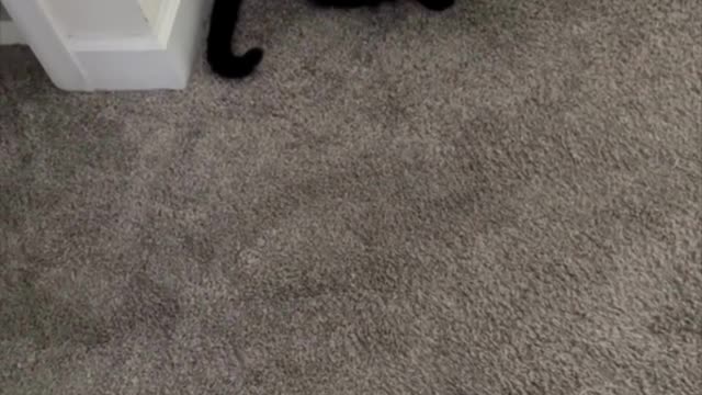 Adopting a Cat from a Shelter Vlog - Cute Precious Piper Watching Me from the Hallway #shorts