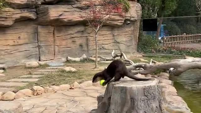 A playful otter