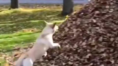 #Animals Funny Videos😊😊😂😂