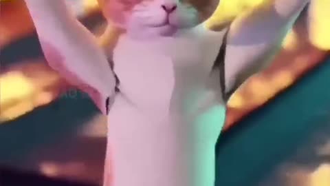 Cute cat dance