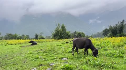 Nepali beautiful village life