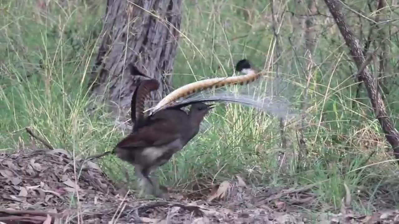 Lyrebird Magic funy tv2