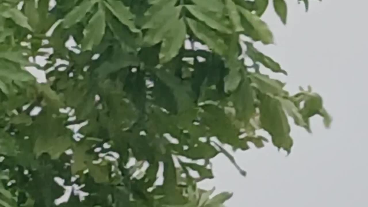 Hawk in the rain