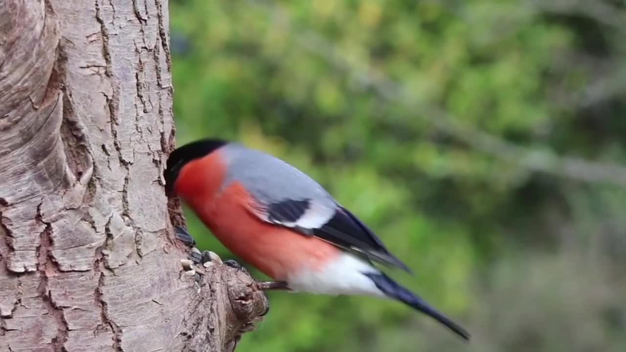 Bullfinch