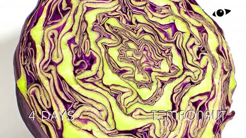 Red Cabbage Time-lapse