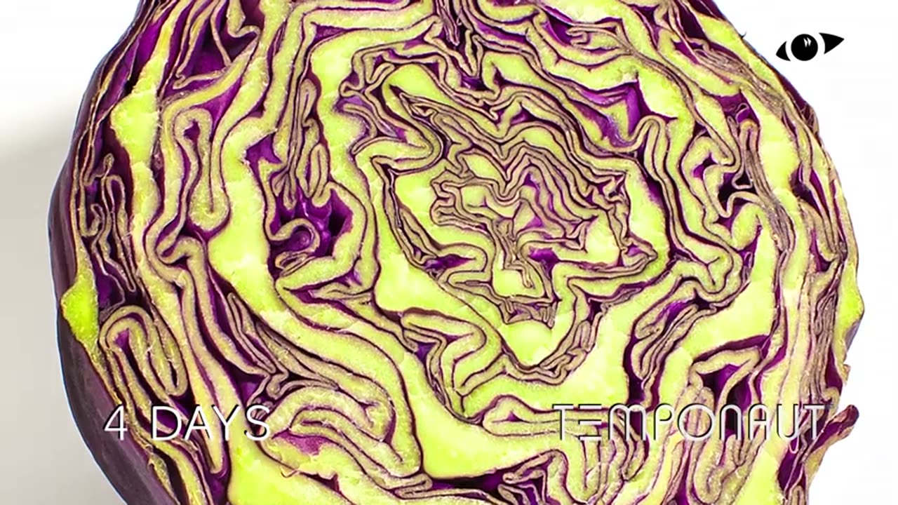 Red Cabbage Time-lapse