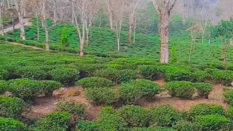 Tea garden at its best.