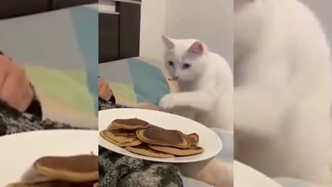 😂Look at me don't work funny cats compilation😂Try not laugh