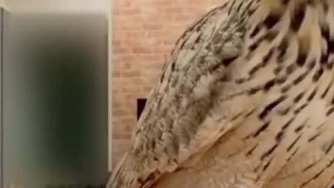 Best animal funny moment