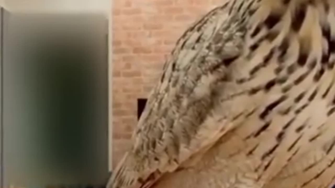 Best animal funny moment