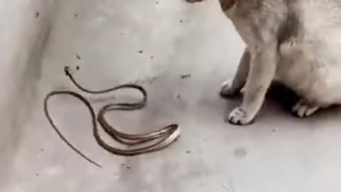 Cat's fights with snake