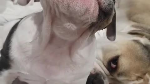 My little Suckling dog