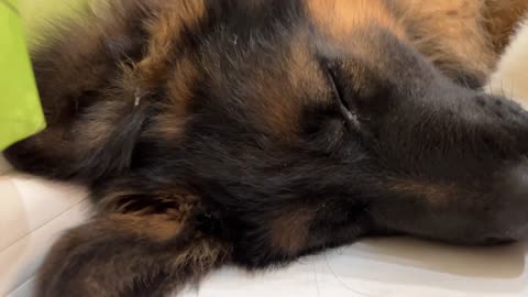 How the Cutest German Shepherd and Golden Retriever Puppies Sleep