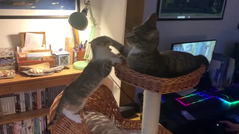 Cat Flops from Cat Tree after Misjudging the Landing