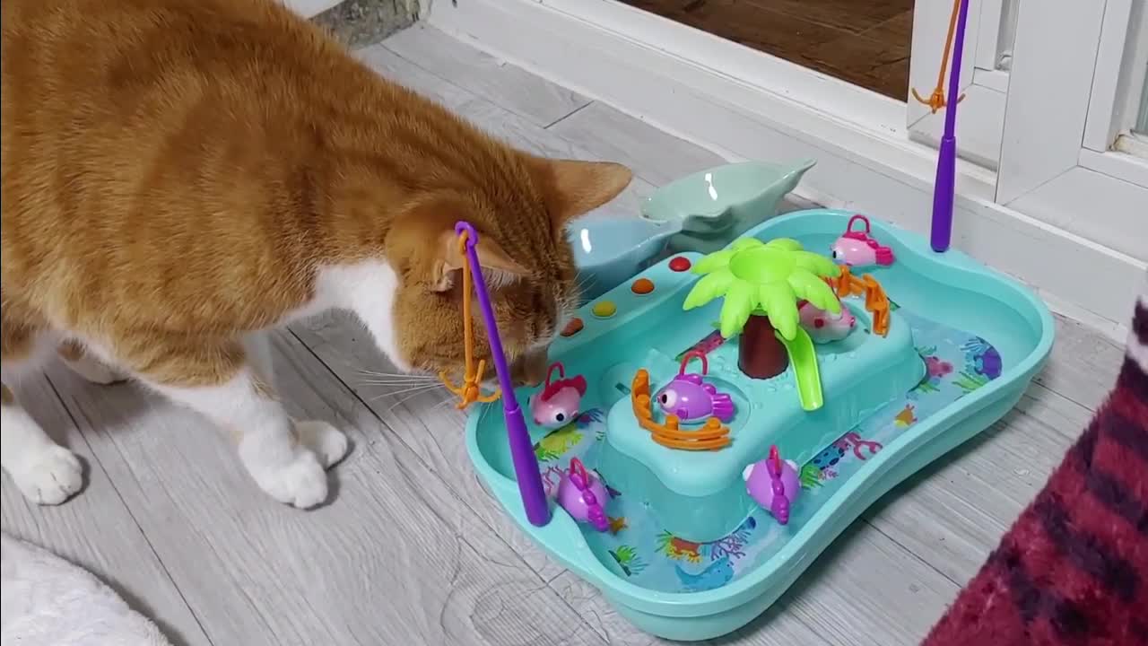 I bought the cat a fish toy