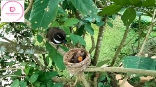 Mother Animals Feeding Their Cute Babies video of the Month (2023)