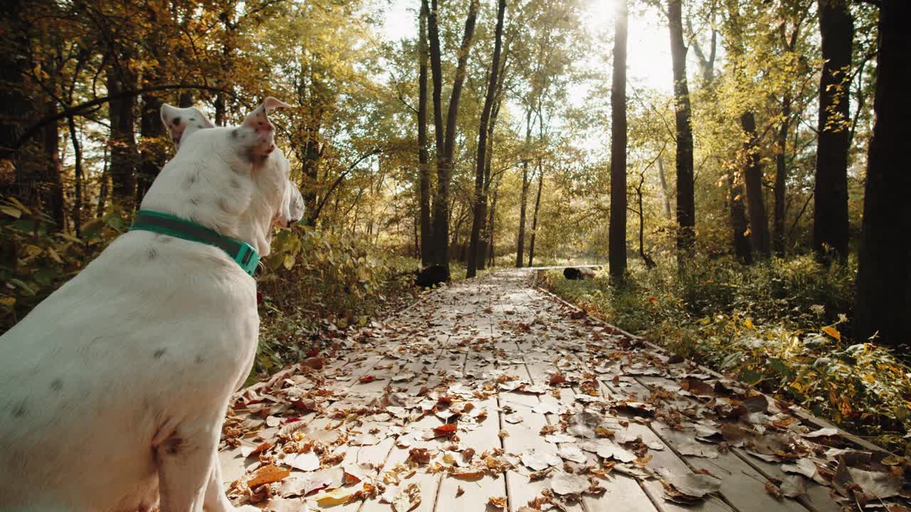 Dog lost in nature