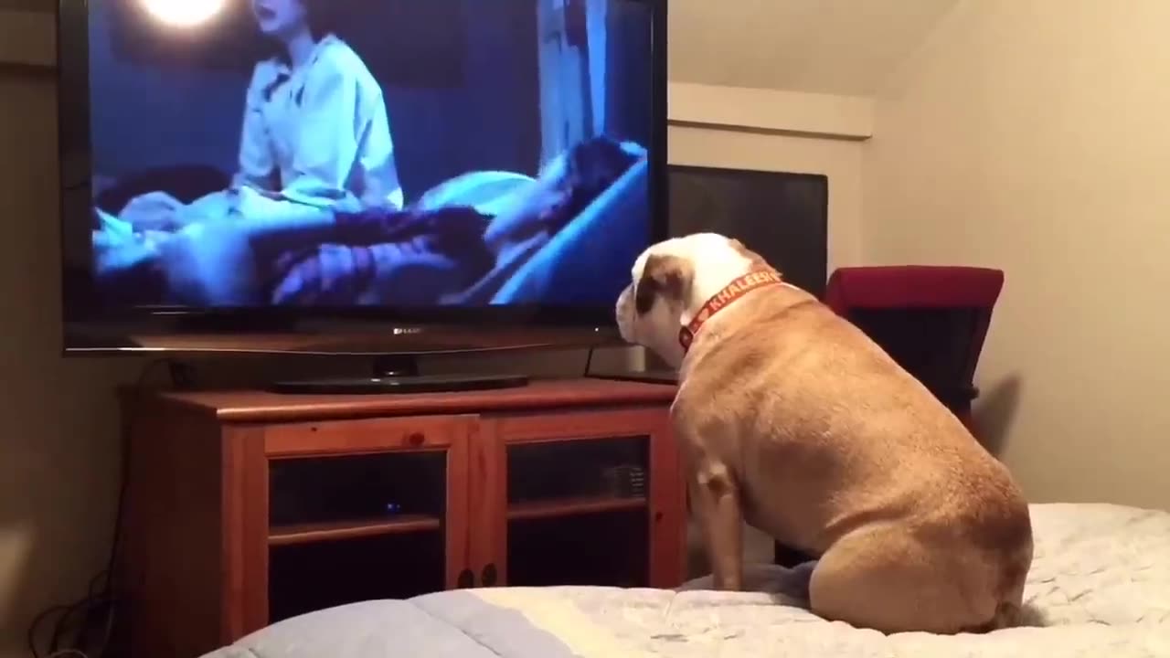 Bulldog watches a horror movie, does something INCREDIBLE during scary scene