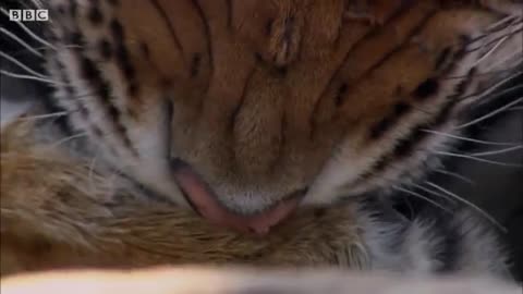 Tiger Hunts Lone Baby Deer - BBC Earth_Cut