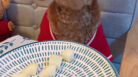 Funny animal