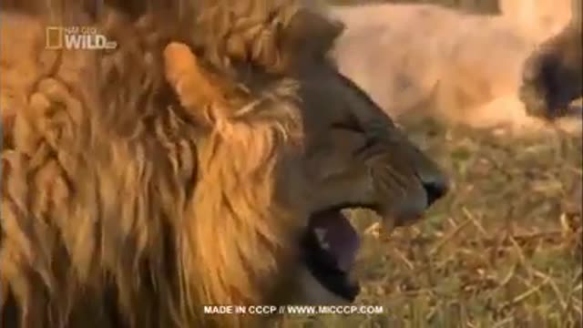 lion laughing