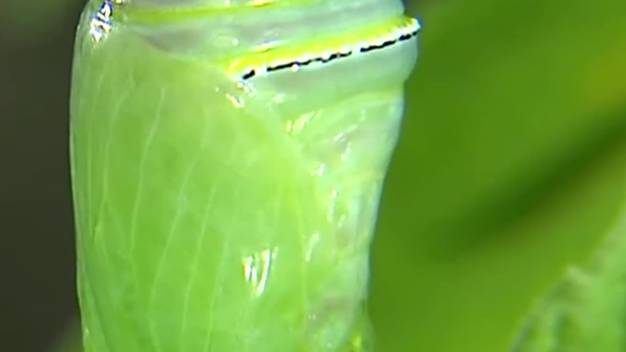 Watch The Amazing Transformation Into A Chrysalis #insect