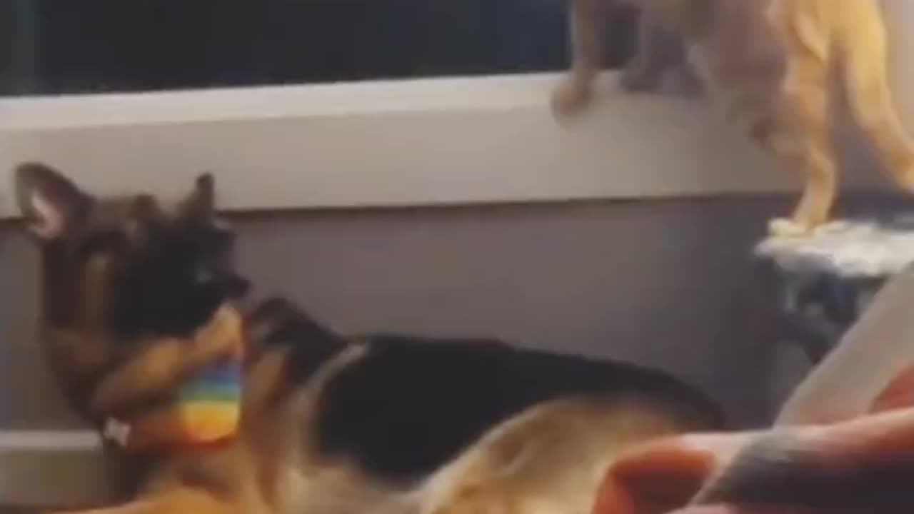 Cat Misses Opportunity