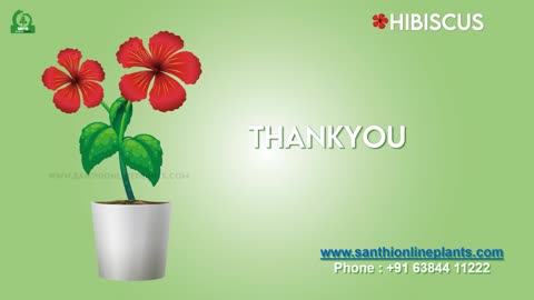 Hibiscus