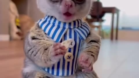 Animal Antics: Hilarious Hijinks from the Animal Kingdom!"