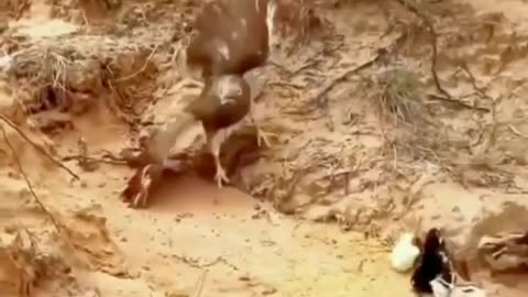 Chicken protecting awr children