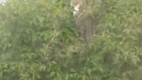 Puss in the tree Hoping to get some Birrr...ds