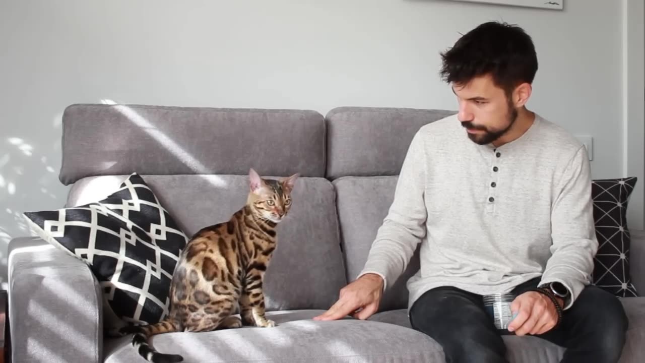 5 Cat Tricks In 10 Minutes - A Fun And Easy Way To Learn!