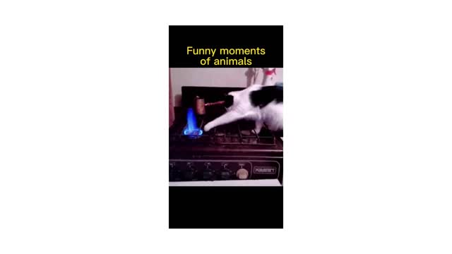 Cat Funny Video / #cat #catsoftiktok #cats #funny #funnyvideos #viral #fyp #fypシ