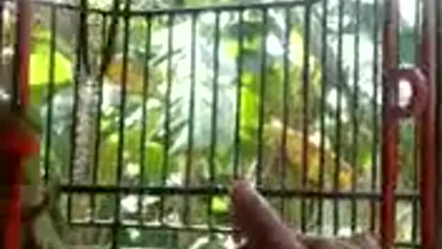 parrot talking