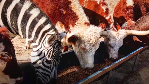 Rescued Zebra Is The Best Babysitter - MYSTERY the Zebra | The Dodo