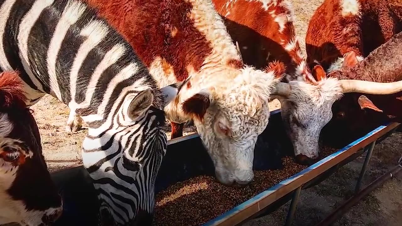 Rescued Zebra Is The Best Babysitter - MYSTERY the Zebra | The Dodo