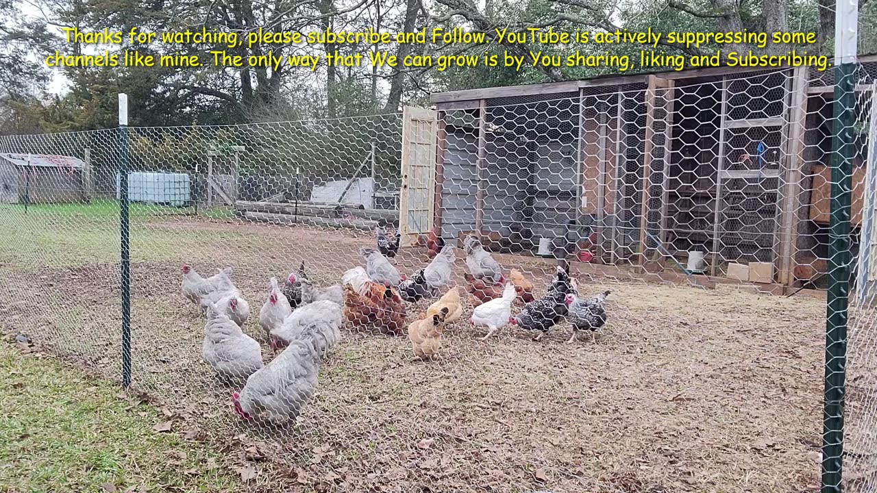 Trying something new for the Chickens.