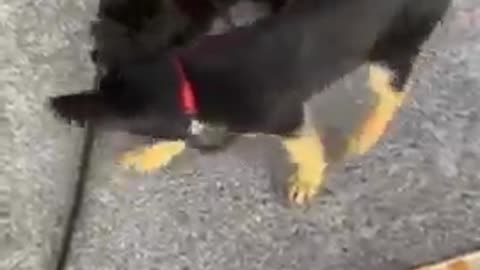 Funny Cats VS Dogs #Shorts