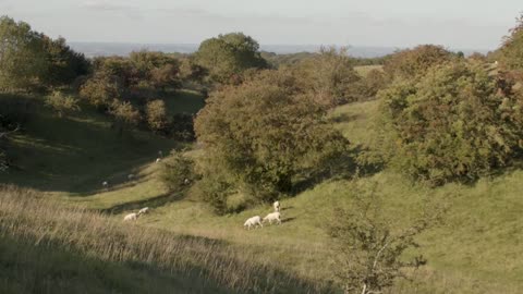 Sheep in Field by Stone Wall