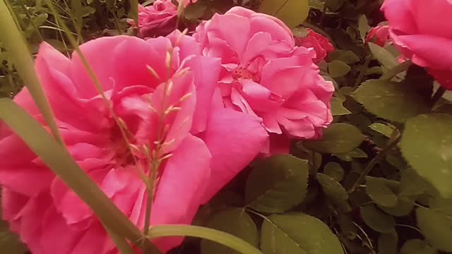 How beautiful are these types of jasmine roses