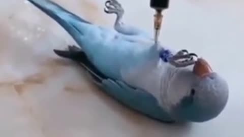 Bird 🐦 Play