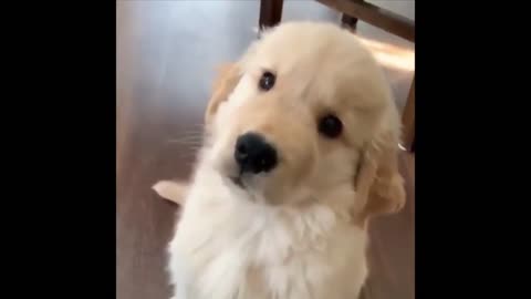 Cute dogs try not to laugh 😂