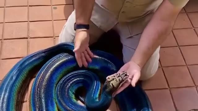 The rarest Rainbow Snake ( rainbow python) only few in the world don't miss it