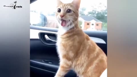 cat funny and cute reactions